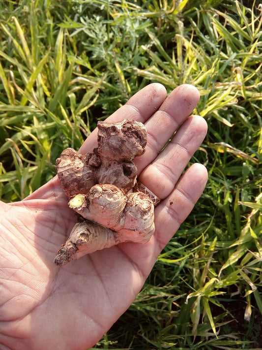 Dry Ginger 60gms